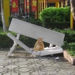 外国人「カオスすぎてユーモラスな動物写真を見せていくｗｗｗ」