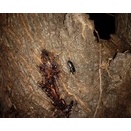 今シーズン初クワガタ登場。