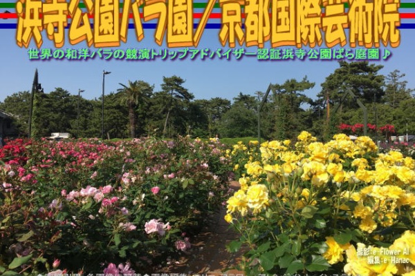 花前のブログ By Hanasaki Karen 浜寺公園バラ園