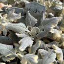 ゆるふわセネシオ「バニラッテ」と入荷の花