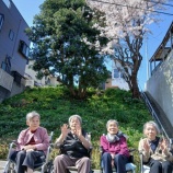 『花の季苑🌺(ホーム）/桜の花見と散歩』の画像