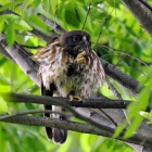 『投稿：都市公園のアオバズクとツミ【追記】2025/09/05』の画像