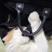 猫が噛んだもので一番高かったものは何？