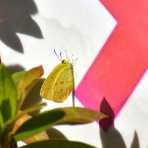 ピンちゃんのママのブログ