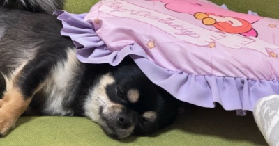 不貞腐れた犬が面白い…【チワワのにこまる】