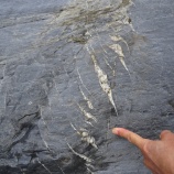 『三波川の泥質片岩の脈』の画像