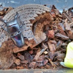 鍬形飼育記録帖