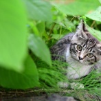環境省「野良猫は害獣扱いにしようと思ったけど、批判が相次いだから撤回するわ」