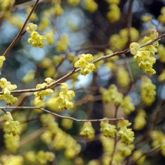 飛騨かなやまの桜　開花状況 2026