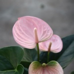 モナガーデン_中西園芸のblog