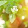 🌿心を奪う女性は、髪から違う