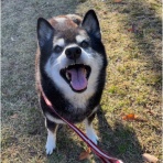 柴犬アトム🌈・黒柴アラレの日々是好日