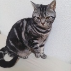 ﾈｺﾁｬﾝのﾆﾝｹﾞﾝ育成日記