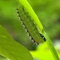 夏鳥揃い踏み