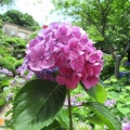 大慈寺の紫陽花　2