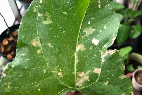 でぶねこ農園 ベランダで育てるおいしい果樹 病気