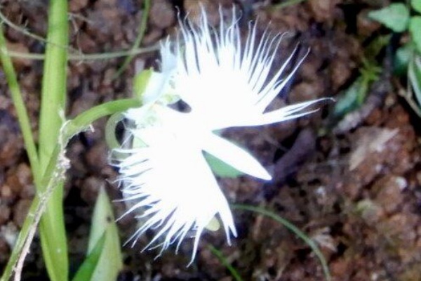 定年生活 山野草のエキ 直近で咲いた花