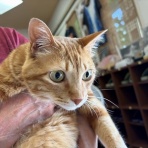 猫カフェ ねこまんまBlog