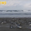 北海道の海岸でイワシが大量に打ち上がる