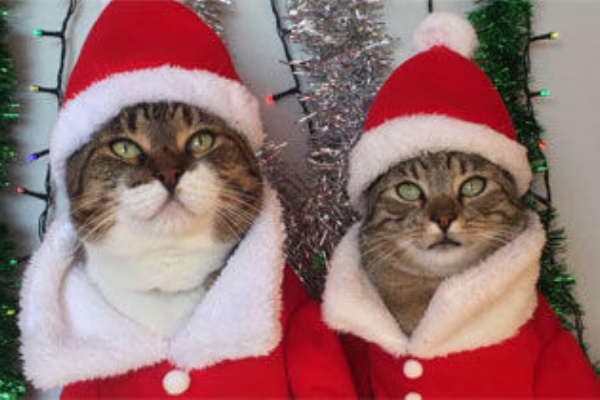 輝く高品質な F 中 猫 クリスマス 生地 糸 Www Purecommsgroup Com