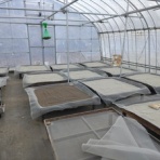 エゴマ・ベンガルの風にのって