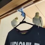 カズナル　～鳥達の襲撃