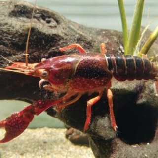 姉の結婚式にて 叔父 引出物からガチャガチャ音がする その場で引出物を開封すると中身が割れていた すると 次々に関係者が こっちも音がする と言い始めて 鬼女の宅配便 修羅場 浮気からほのぼの系まで まとめサイト