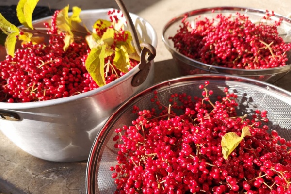 羊をめぐる日々のこと