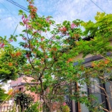 『サクランボ狩り♪』の画像