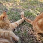 画像フォルダは猫ばかり