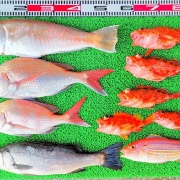 2026年2月15日　釣果