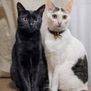 にゃーにゃーにゃーの日。