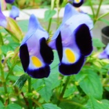 『光マイクロバブル・イノベーション(5500回記念)(45)』の画像