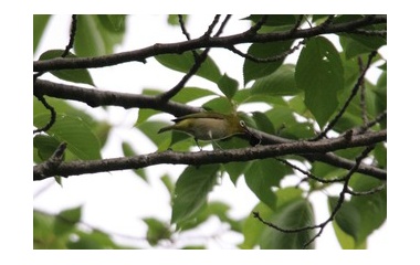 『5月22日の鳥さん Vol.1　八柱霊園→春木川(国分川)で野鳥の観察･撮影 落下物に注意(笑)!!』の画像