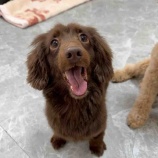 『ボランティアって何してるの?犬編🐶』の画像