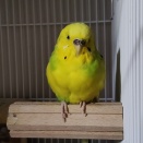 ポポ、かじり行動