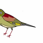 ウル虎オジサンの鳥撮りブログ