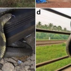 毒ヘビ・キングコブラさん、かなり近代的な方法で生息域を広げていたｗｗｗｗｗｗｗ