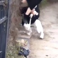 【動画】まんさん、柵を飛び越えようとするもスカートが引っかかって下半身丸出しｗｗｗｗｗ