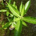 千両