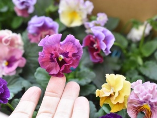 【休日雑記】ふるさと納税の「フリル咲きビオラ」28苗を植え付け＆成城石井ティラミスの“大人アレンジ”（記事下にPR含）