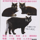 猫を探しています（北浦和３丁目）