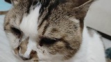 安価でうちの猫を愛でる（※画像あり）
