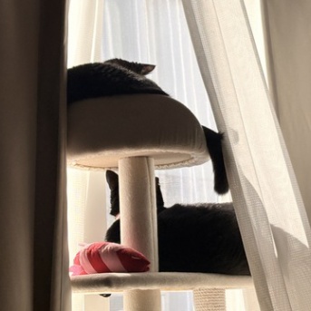 【猫写真】私が着ていた服の上に乗らずにはいられないアヤちゃん