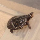 不二屋オススメの水棲ガメと、良く食べます！咲ひかり。