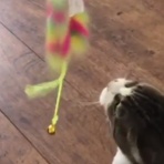 QQQ(海外の反応)