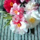 椿の季節になると