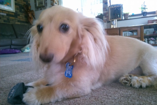 狂犬病 愛知 県