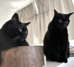 【猫写真】夫に甘えるスミちゃん