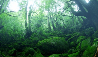 突如山中に現れた"巨大な白い手"の正体が判明